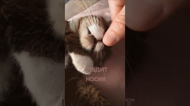 Когда очень любишь глажку носика 🥰 #котик #cat #Милота #Тиша #Боня #kitten #catlover