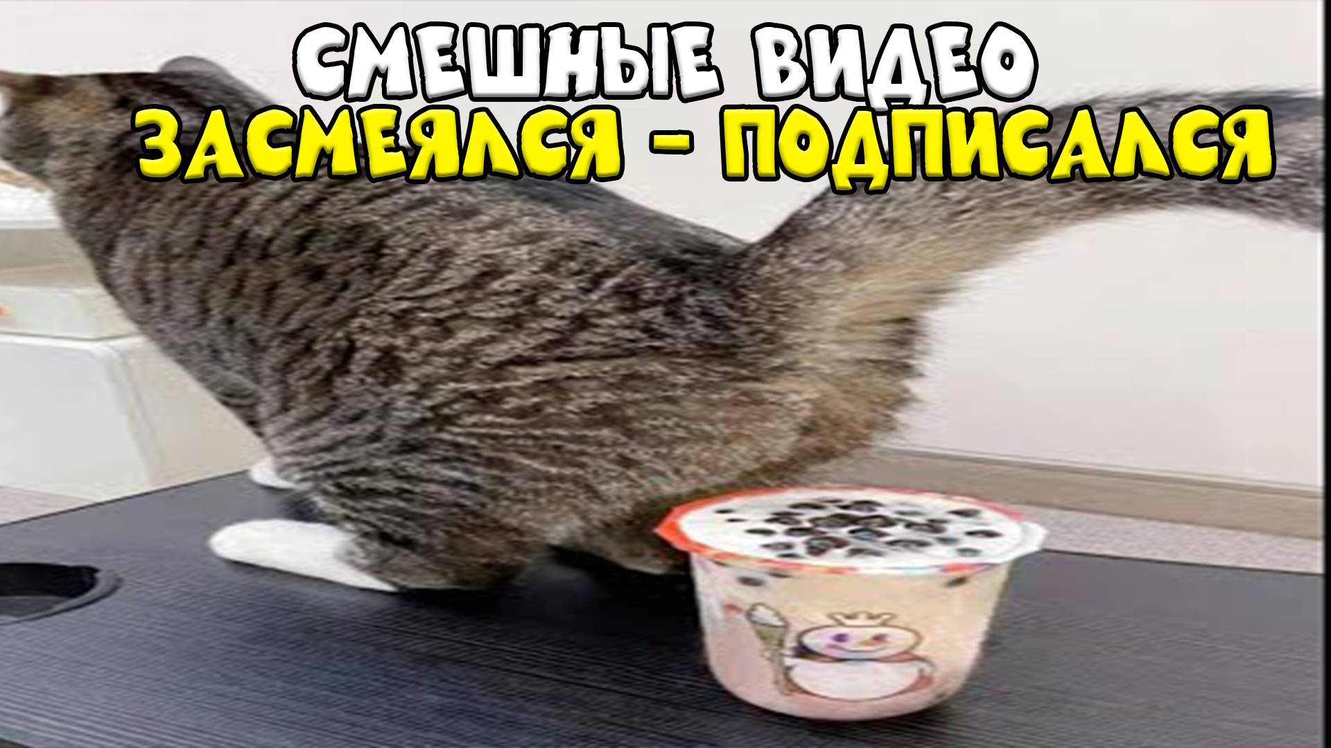 😺 Десерт по-кошачьи!🐈 Видео смешных котов и котят для хорошего настроения! 😻Приколы 2025