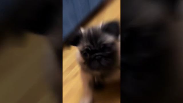 Мопс Калыван