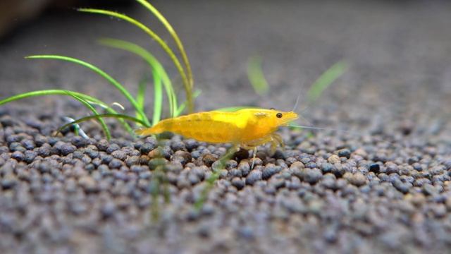 Креветка Желтый Огонь (Yellow Fire Shrimp)