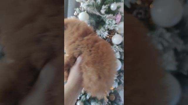 Мальчик мальтипушечка