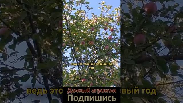 Сад с нуля САМОЕ ВАЖНОЕ