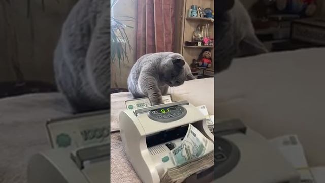 Ты,что хочешь все деньги потратить на Новый год?