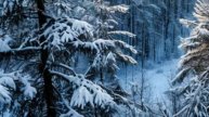 Короткие реальные рассказы из жизни - История о волке, который пришёл на помощь человеку....