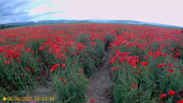 Маковое поле.Танковое.