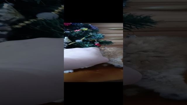 Котята золотые шотландские для бронирования