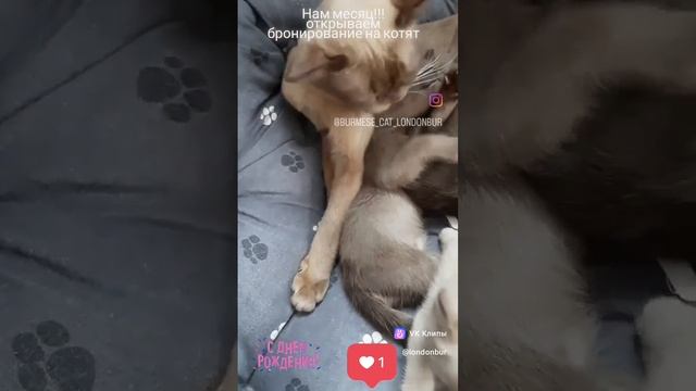 нам месяц! бронируем, нас мало.mp4