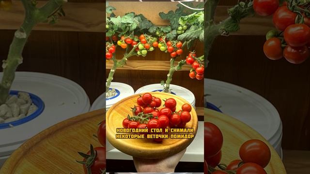 Помидоры зимой