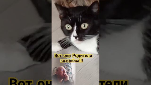 Котопёс существует!!!