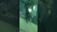 Линька Австралийский рак