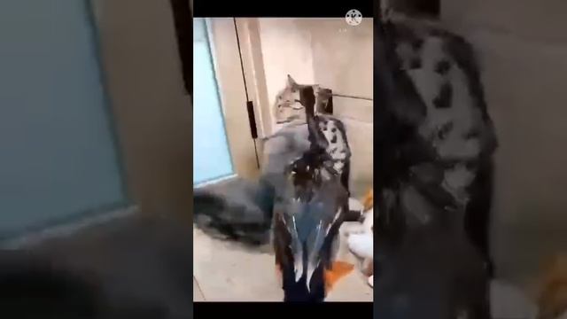 Утка строит котов