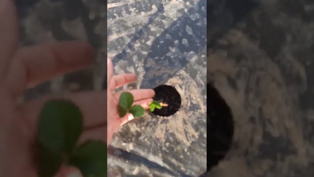 Вечерний обход 01.06.2023г.