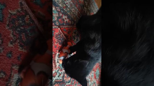 2022 9 4 ТОШКА КОШКА