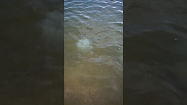 миллионы огромных медуз атаковали пляжи Азовского моря #медузы #пляж #акулы