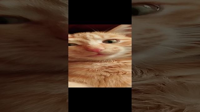 Котярик