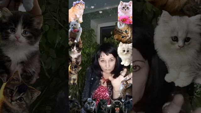 ХАРАКТЕР КОШКИ