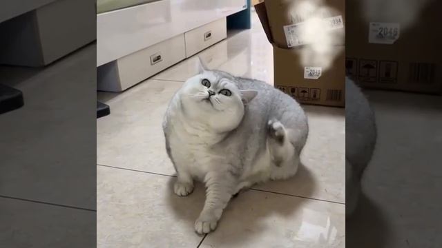 Когда отросло пузище🤣