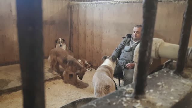 Социализация в приюте. Сезон1 серия1 
+79296105898 Коррекция поведения собак