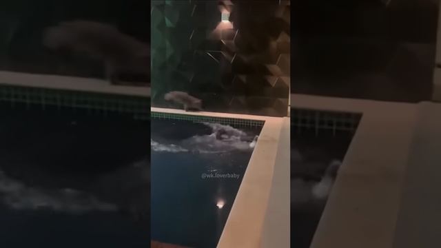Водоплавающие котики