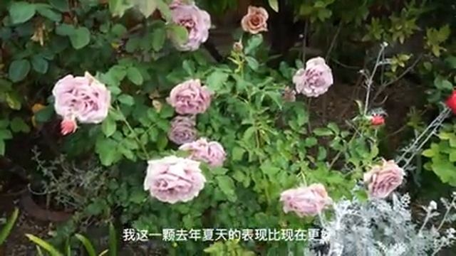 ____Zone_B__Ep46.mp4
