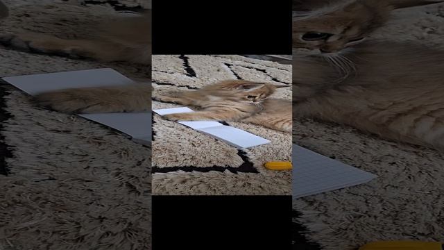 предложите как назвать котенка, пятый месяц , а имя ещё не придумали(