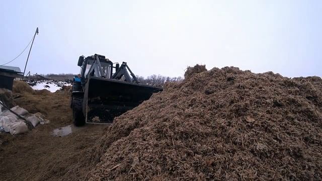 возим жом 🚛 буртую жом 👀 сочный корм животноводству 🐄