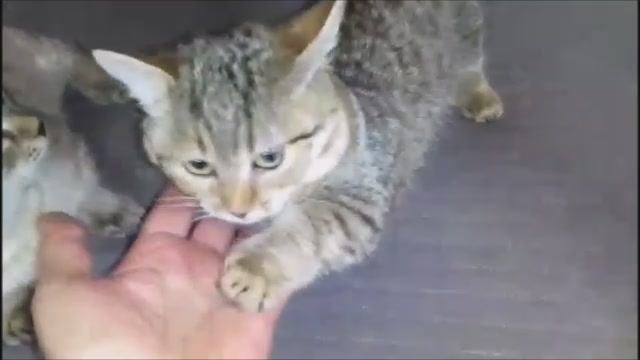 САМАЯ МАЛЕНЬКАЯ КОШКА. ЖДЕМ ПОКА ПОДРАСТЕТ,  ИСПОЛНИЛОСЬ 7 МЕСЯЦЕВ, В ХОЛКЕ УЖЕ ПОЧТИ 8 СМ .