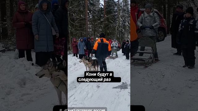 Покатухи на собачьей упряжке