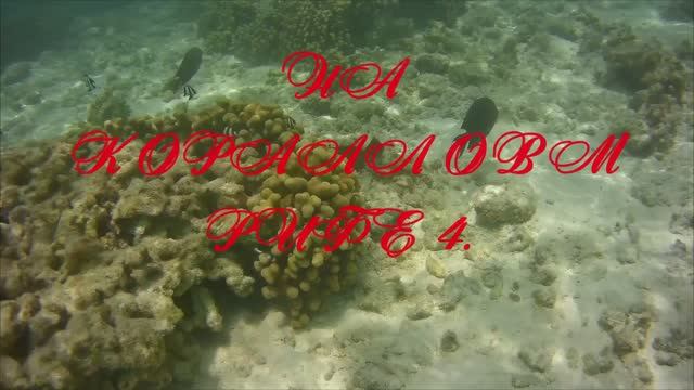 На коралловом рифе .4mp4