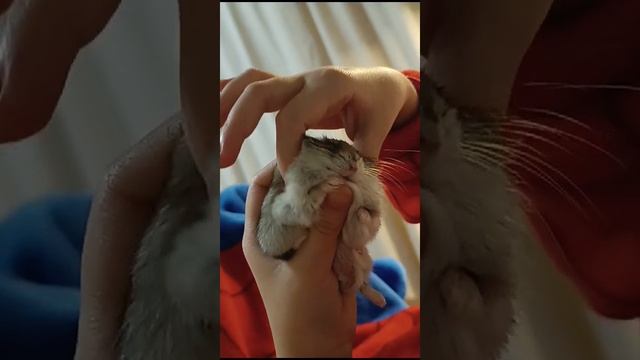 СПА массаж для Сережи.