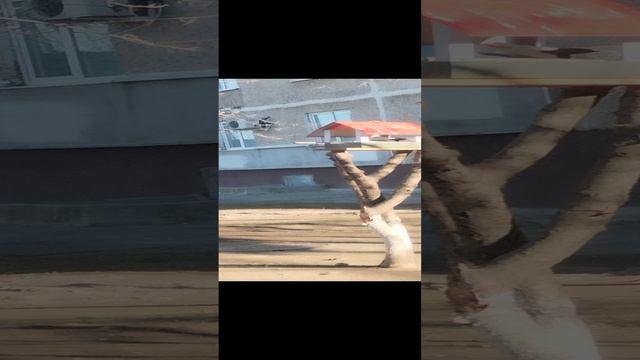 У нас городе есть домики для птиц