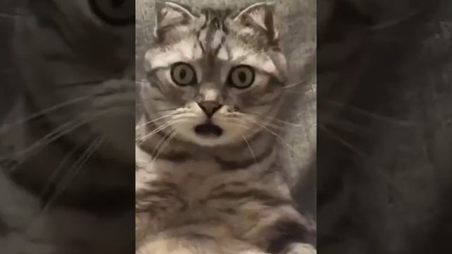 Мы в ВК https://vk.com/life_of_cats