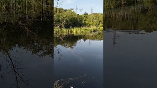 Лягушачий квааартет