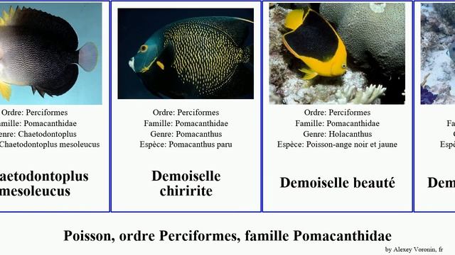 Fish, ordre Perciformes, famille Pomacanthidae centropyge poisson-ange demoiselle chaetodontoplus