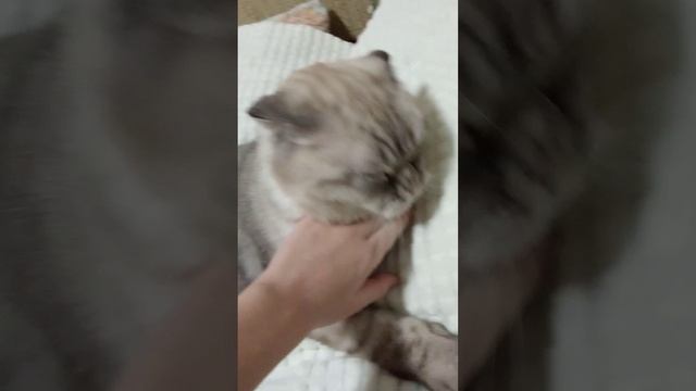 обзор на стёпиного кота в Уссурийске