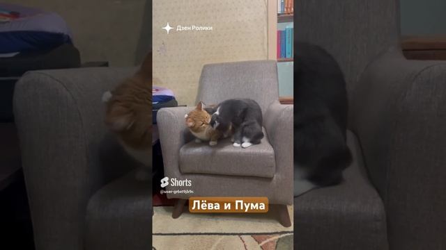 Мои Любимые Котики! Лёва 🐈 и Пума 🐈