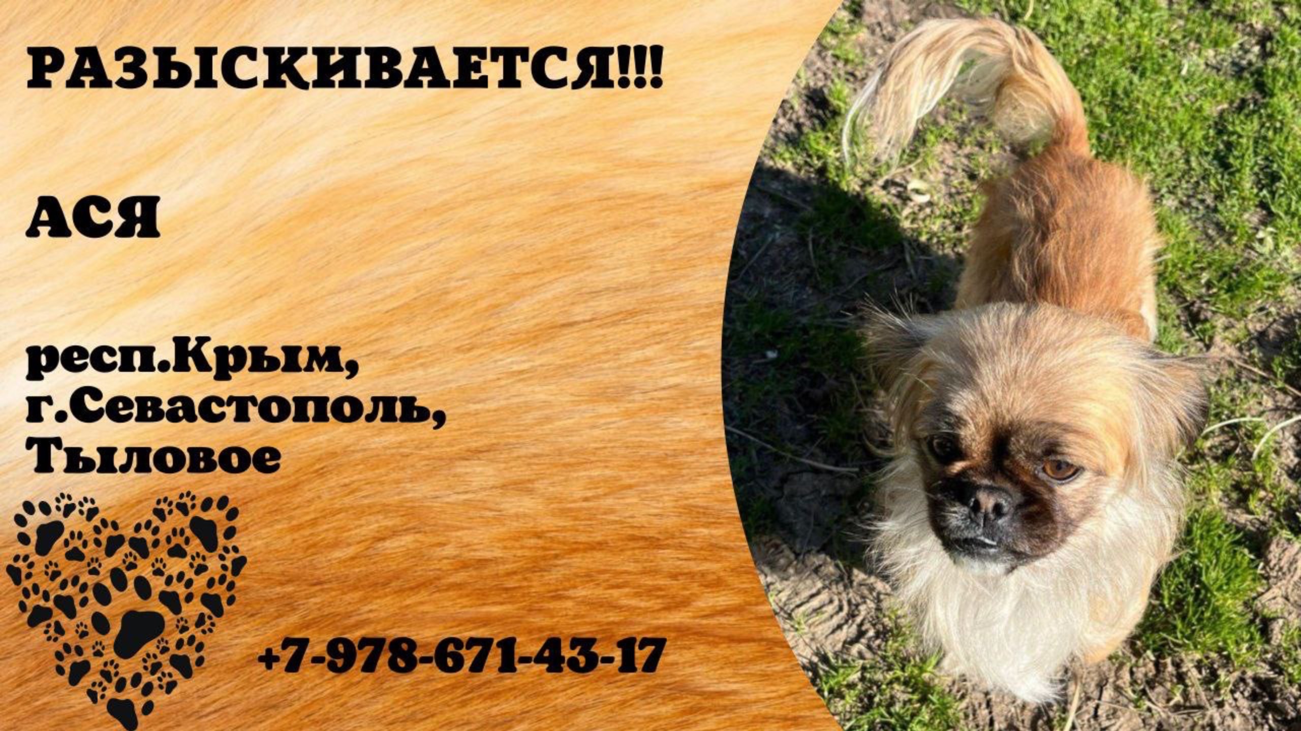 Пропала собака! АСЯ. респ.Крым, г.Севастополь.
