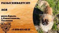 Пропала собака! АСЯ. респ.Крым, г.Севастополь.