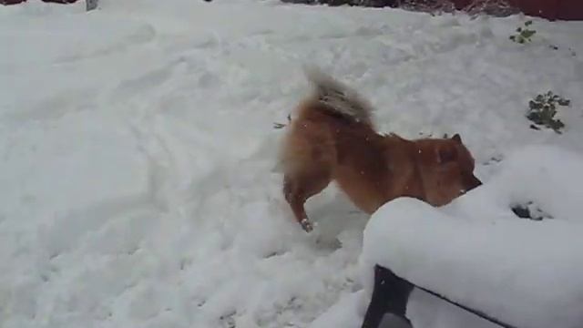 MUFFIN, CHOW OF THE SNOW