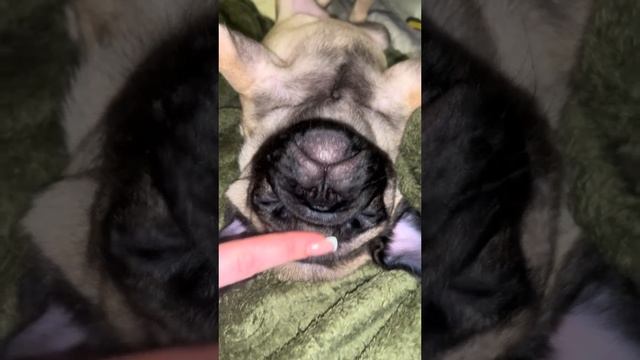 Мопс Калыван