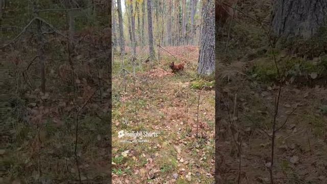 день хитропопой красотки