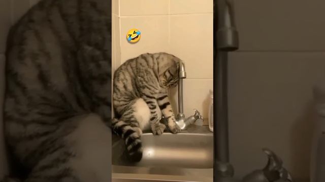 Тяжëлая жизнь кота😂