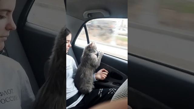 Наш кот Лёха.  Поездка.
