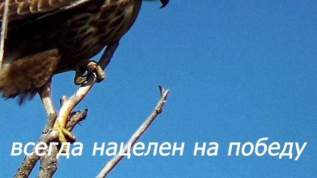 Ветру вопреки