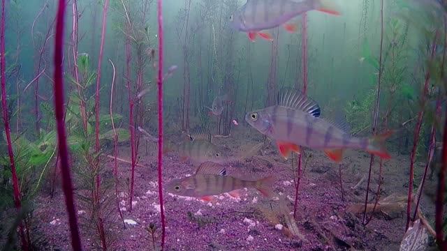 КАК КЛЮЁТ ОКУНЬ ПОДВОДНЫЕ СЪЁМКИ.