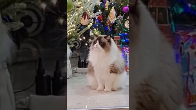 новогодний кот:)