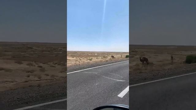 Верблюды Казахстана
