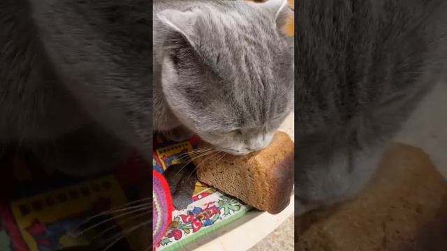 Sindicat
#Шотландская вислоухая