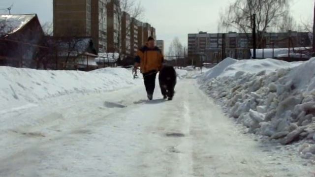 Гордый Княжич:  Русский Медведь Сильвер.