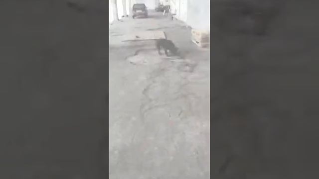Особенная собачка Лекси ищет дом!
